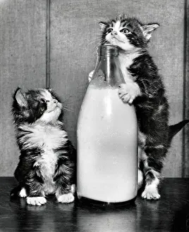 Paul Kaye: Two kitten playing with a (full) bottle of milk