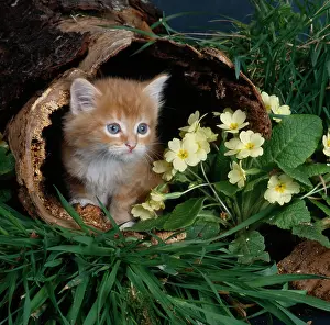 Janes: Kitten and Primroses