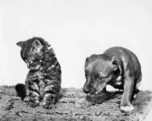 Bedraggled: Kitten and puppy looking subdued