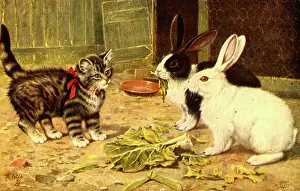Cabbage: Kitten and two rabbits
