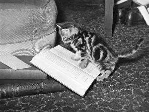 Intently: KITTEN READS BOOK