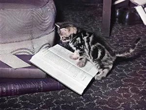 Intently: KITTEN READS BOOK