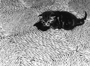 Matting: Kitten on rush matting