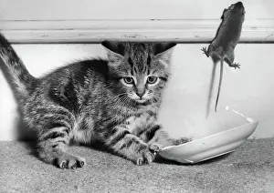 Saucer: Kitten, saucer and mouse
