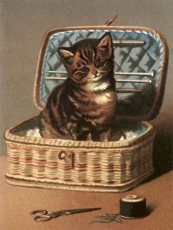 Spool: Kitten in Sewing Kit