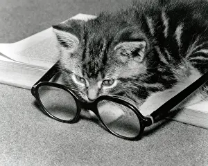 Peers: Kitten sitting on a book peers through a pair of spectacles