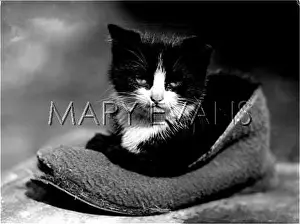 Comfortably: KITTEN IN SLIPPER