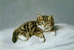 Couldery: The Kitten ' tabby kitten on a white pillow