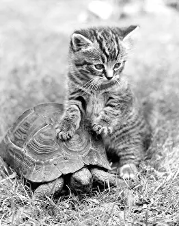 Tortoises: Kitten and tortoise