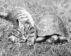 Tortoises: Kitten and Tortoise