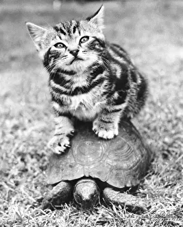 Tortoises: Kitten and Tortoise