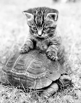 Tabby: Kitten and tortoise