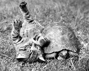 Tabby: Kitten and tortoise