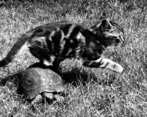 Tabby: Kitten and tortoise