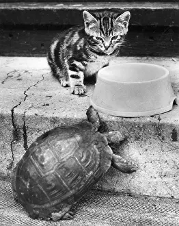 Concrete: Kitten and tortoise with bowl