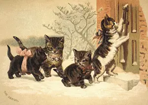 Doorstep: Kittens Arrive