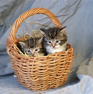 Tortoiseshell: Two Kittens in a Basket