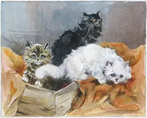 Gery: Three kittens, black, tabby and white, in a box