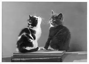 Atop: TWO KITTENS ON BOOKS