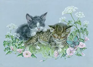 Convolvulus: Two Kittens, butterfly, convolvulus etc