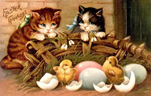 Chicks: Kittens and chicks on an Easter greetings card