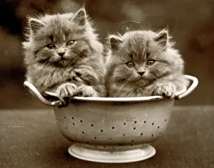 Colander: Two kittens in a colander