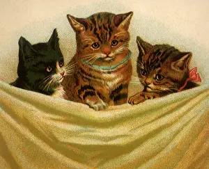 Drape: Kittens and Drape