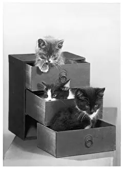 Drawers: THREE KITTENS IN DRAWERS