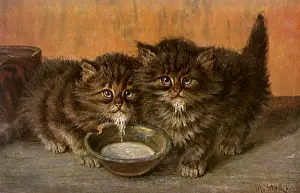 Dripping: Kittens Drinking Milk