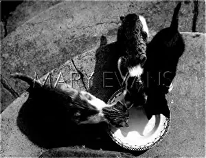 Lapping: KITTENS DRINKING MILK