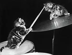 Cymbals: Two kittens with a drumkit