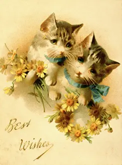 Wishes: Two kittens with flowers on a greetings card
