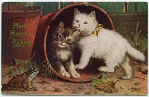 Frogs: Two kittens and a frog on a birthday postcard
