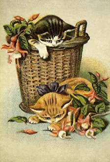 Pokes: Kittens with Fuchsias