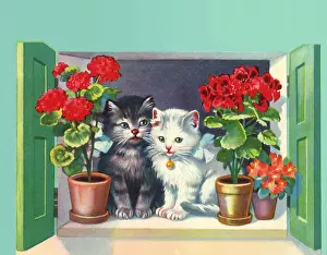 Ledge: Kittens and Geraniums