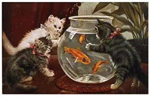 Fascinated: KITTENS & GOLDFISH BOWL