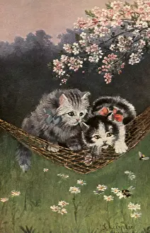 Hammock: Kittens in a Hammock under Cherry Tree