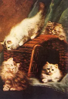 Overturned: Kittens in Hamper