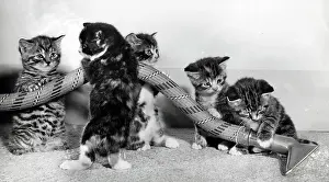 Hoovering: Five kittens helping with the hoovering