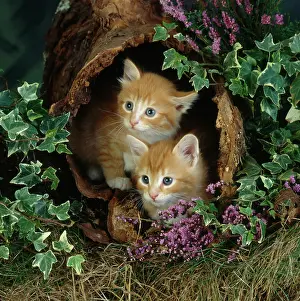 Marmalade: Kittens in a Hollow Log