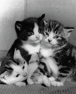 Huddled: Three kittens huddled together