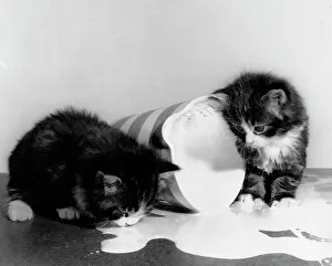 Lick: Two kittens with jug of spilt milk