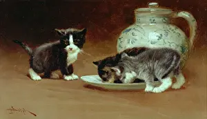Dolph: Kittens ' two kittens with saucer of milk