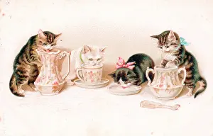 Lapping: Kittens lapping milk on a greetings postcard