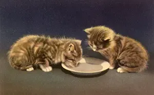 Lapping: Kittens Lapping Milk from Saucer
