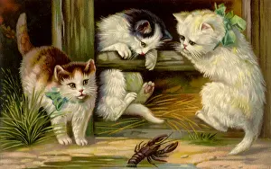 Lobster: Kittens and Lobster