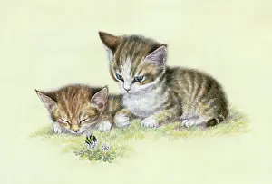 Bumble: Two Kittens looking at a Bumble Bee on clover