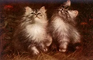 Furry: Kittens Looking Skyward