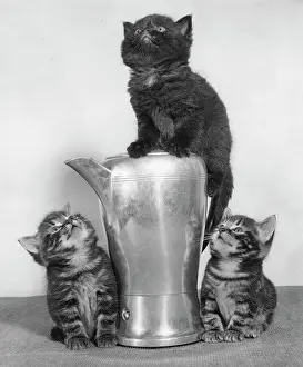 Pewter: Three kittens and a metal jug