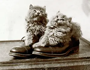 Laces: Two kittens in a pair of shoes